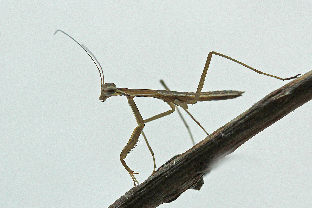 minute mantis