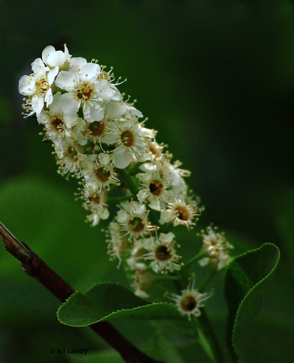 Chokecherry Blossoms