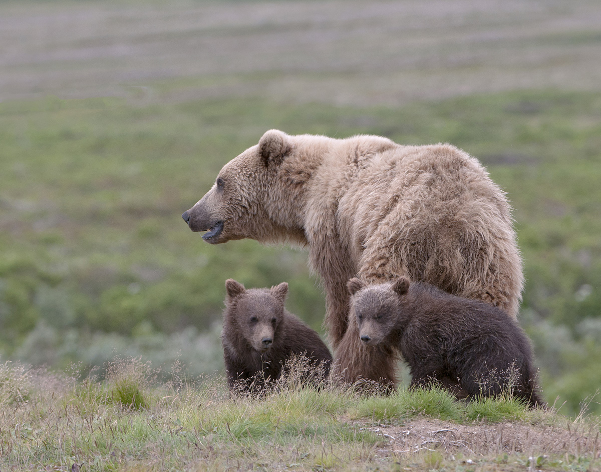 Grizzly  Family
