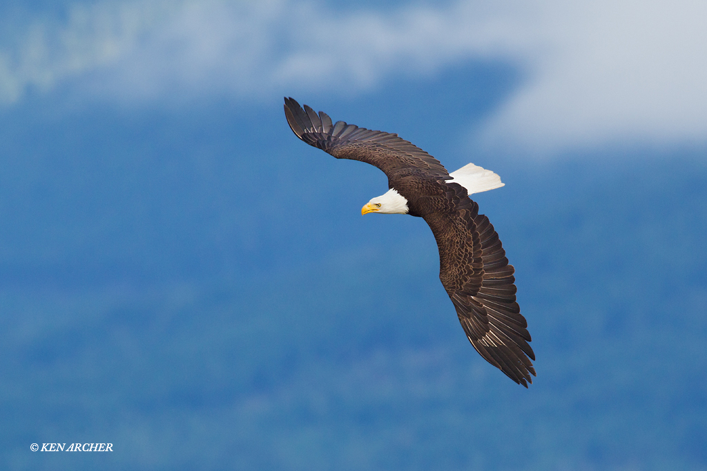 Bald Eagle