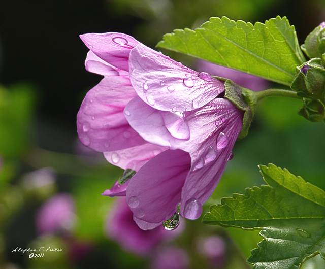 After the Rain
