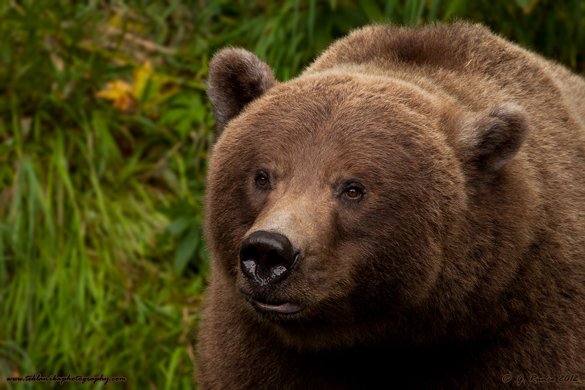 Kenai Bear Portrait