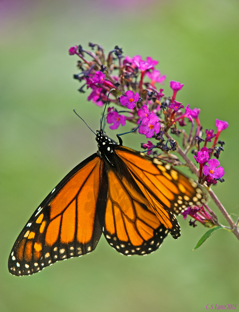 Monarch