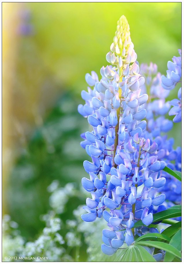 Lupine (Repost)