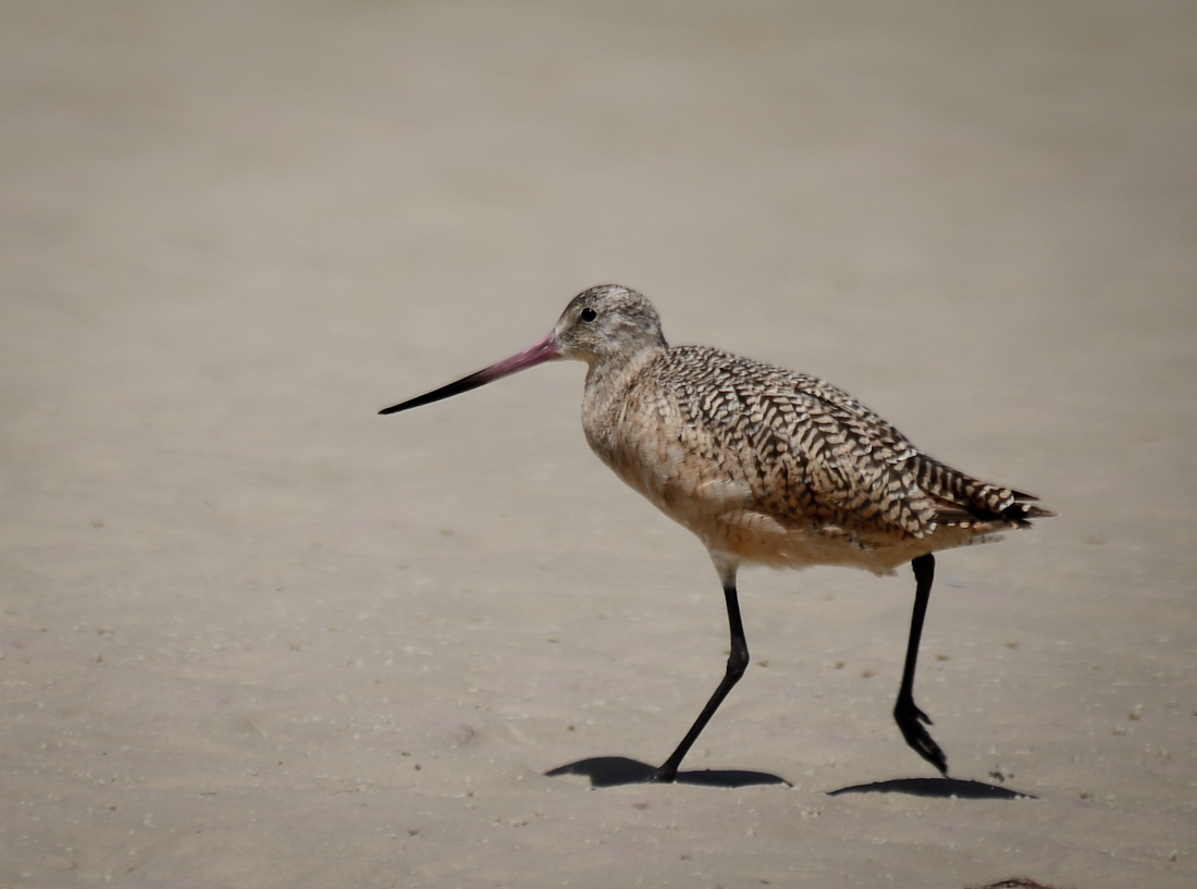 Marbled Godwit