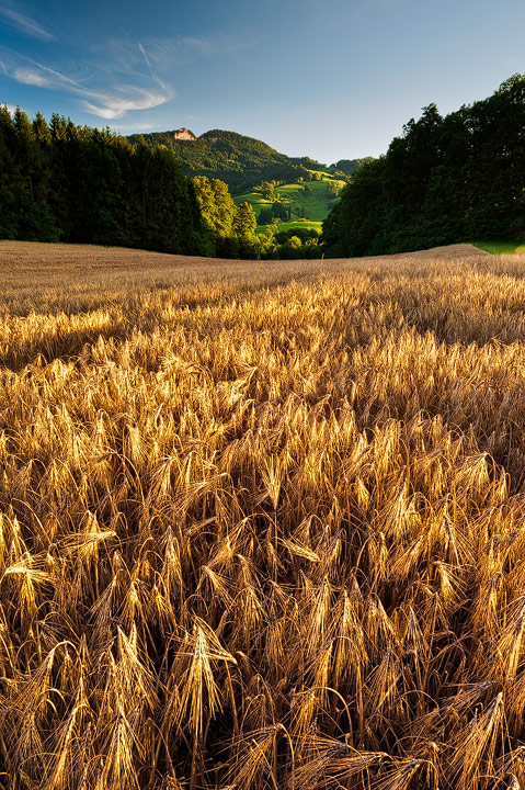 Golden Wheatfield