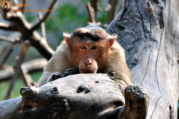 Rhesus Macaque