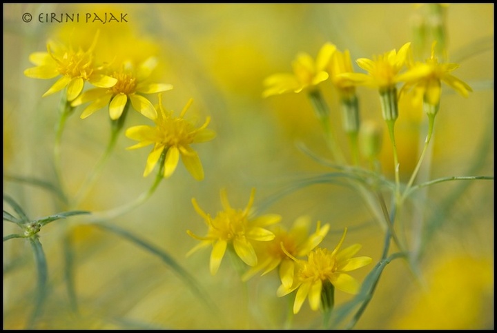 Fetid Marigold 3