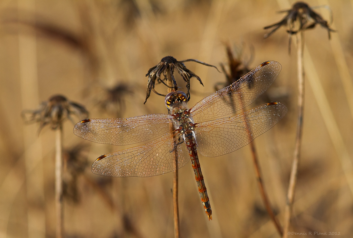 Another dragonfly