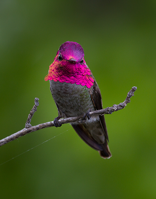 Anna's Hummingbird - reposting better image (sorry!)