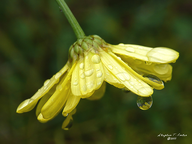 After the Rain II