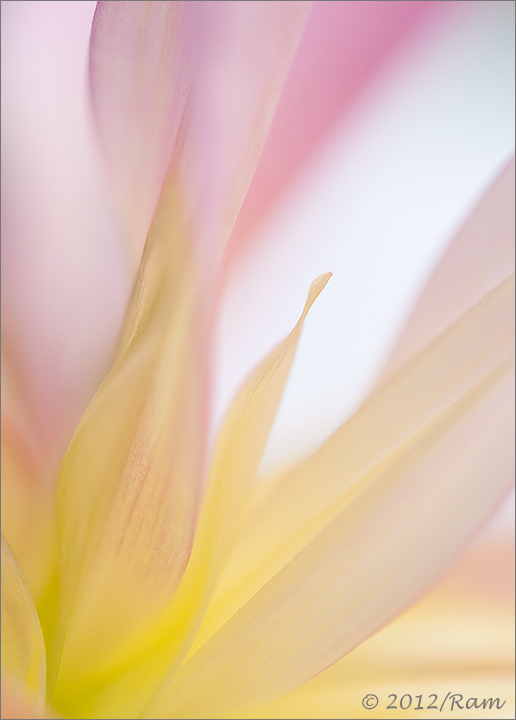 Dahlia Abstract