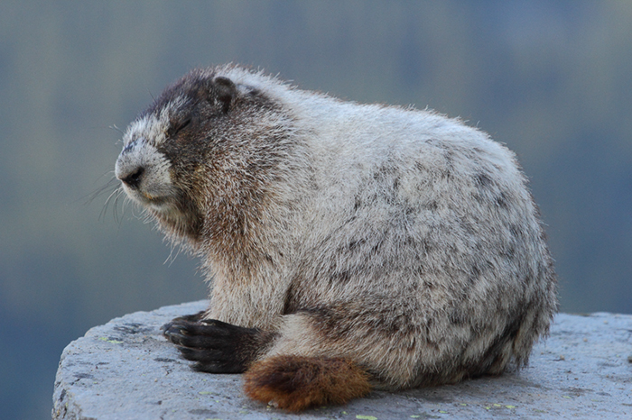 Hoary Marmot at 6am