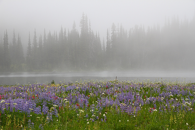 meadow mist