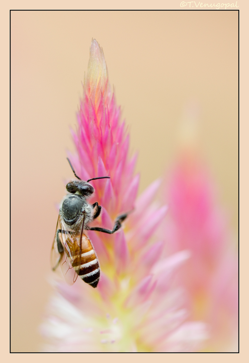 Honey bee