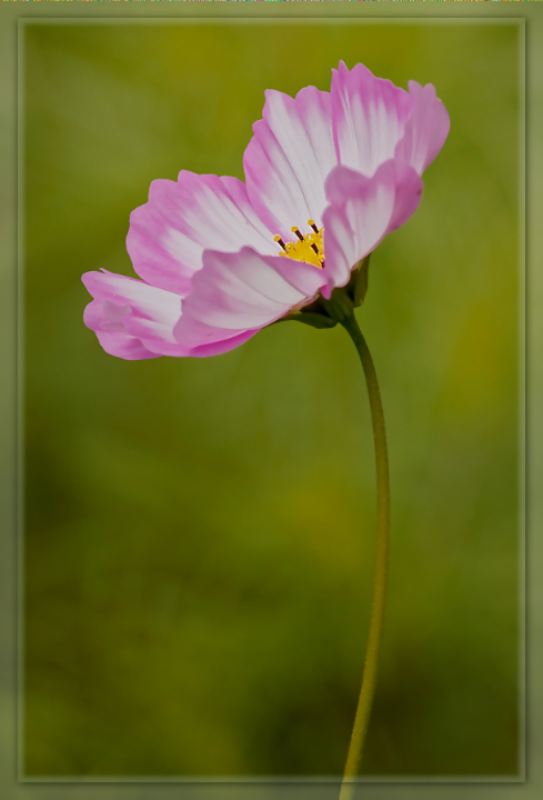 Young Cosmos