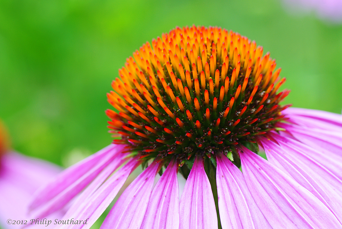 Purple Coneflower (w/ repost)