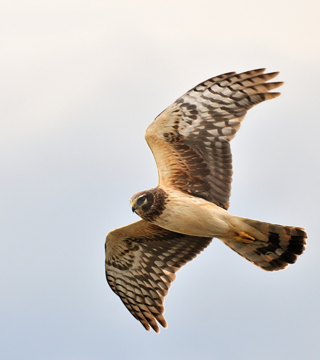 Harrier