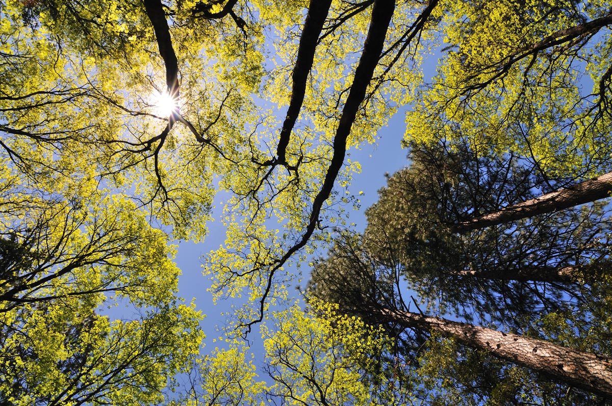 Mixed Forest + Repost