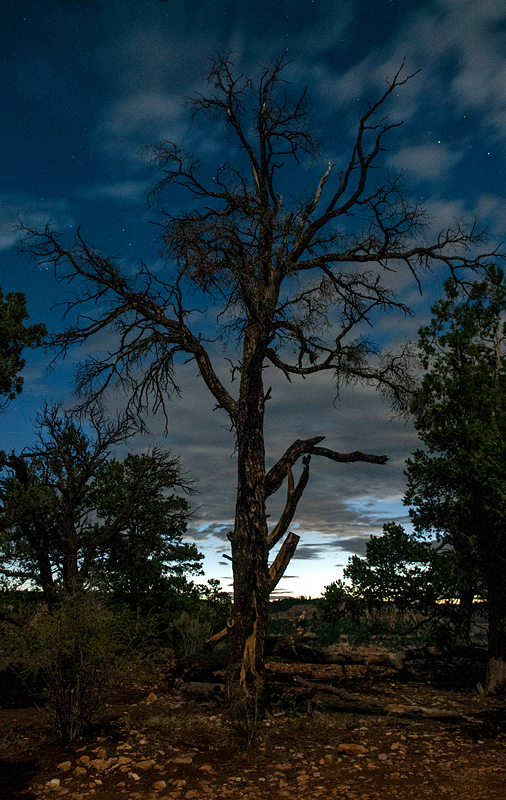 Rugged Tree before Dawn