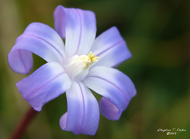 Shades of Purple