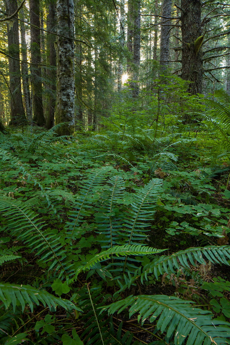 Burnt Lake Trail