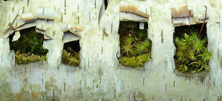Windows