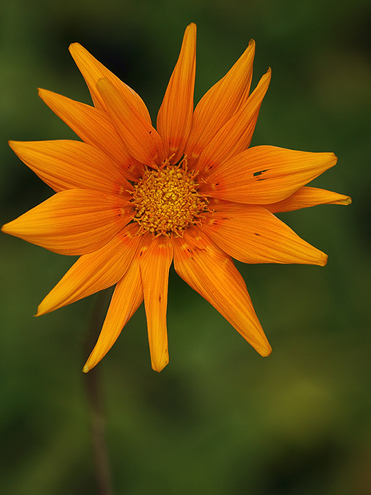 Flora