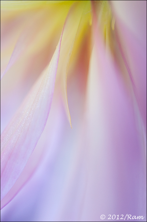 Dahlia Abstract-2