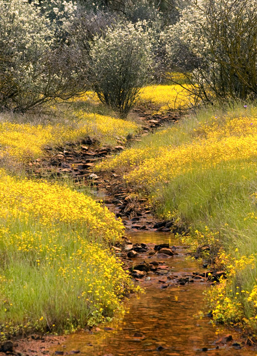 Golden Spring#2