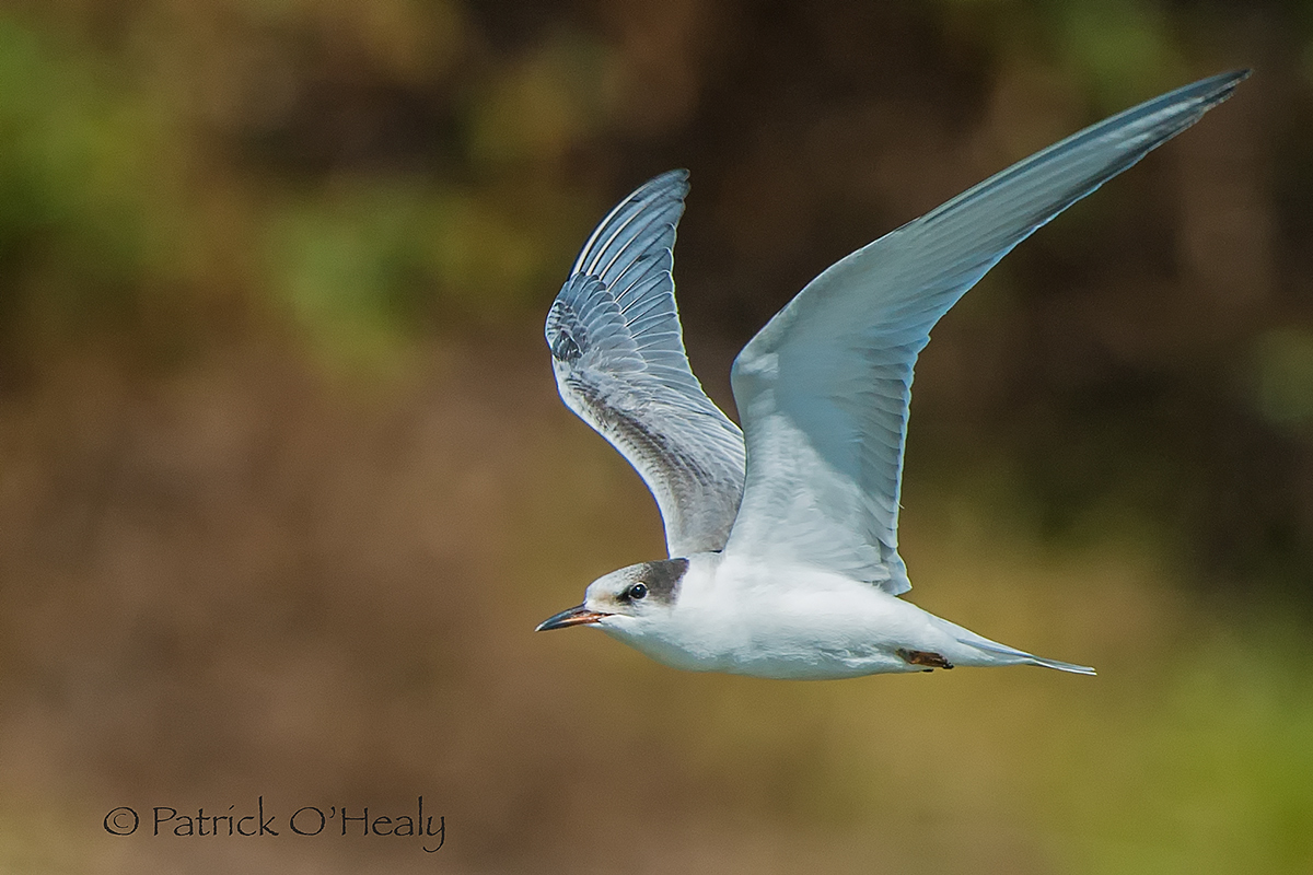 Outlier Tern