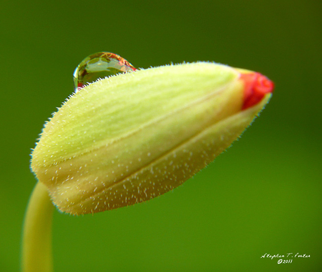 Solitary