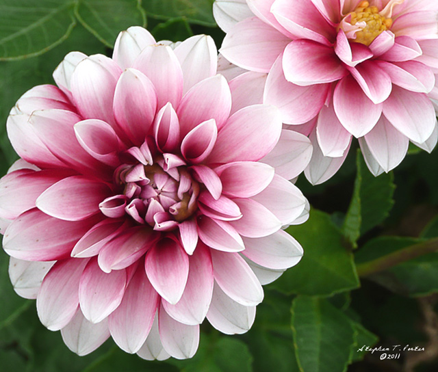 Dahlia Blooms