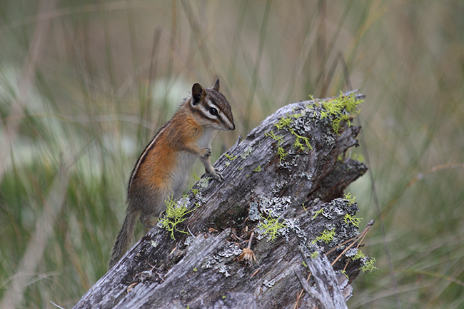 Yellow-pine Chipmunk