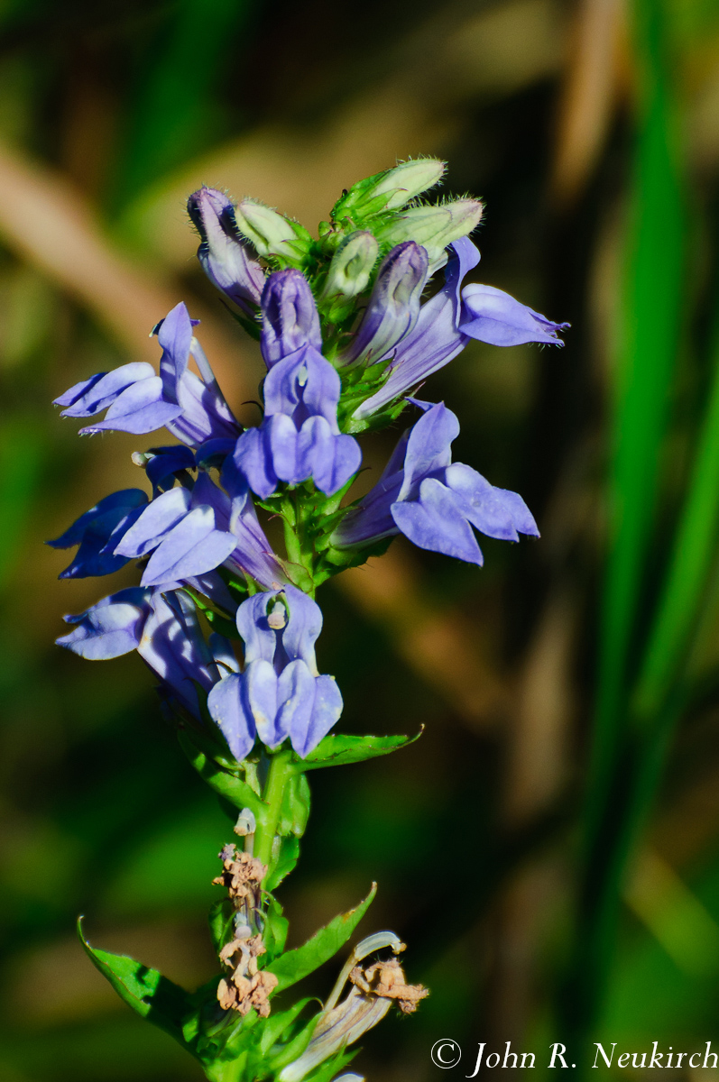 Pitcher's Sage