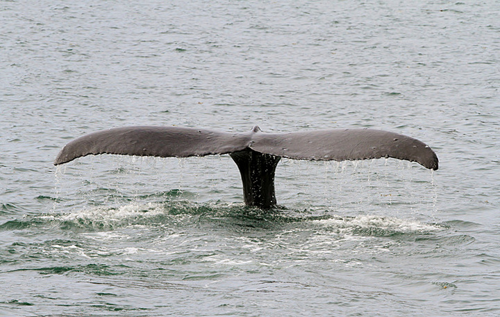 Humpback Whale