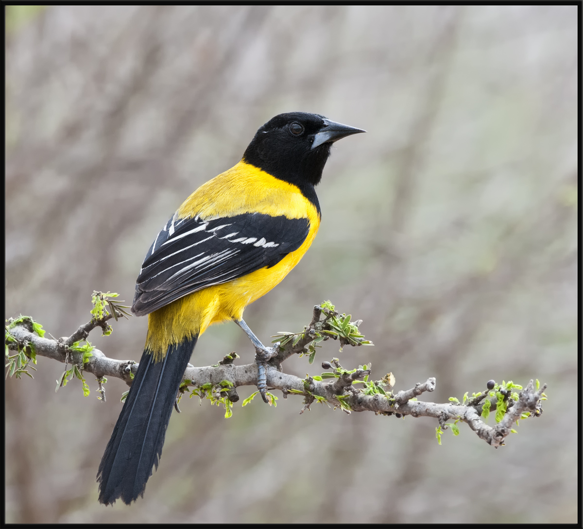 Oriole
