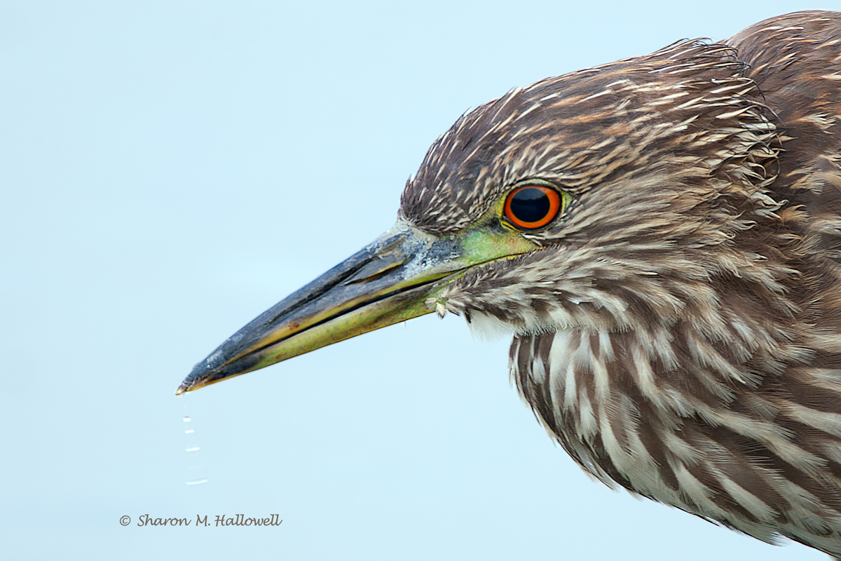 BCNH Juv