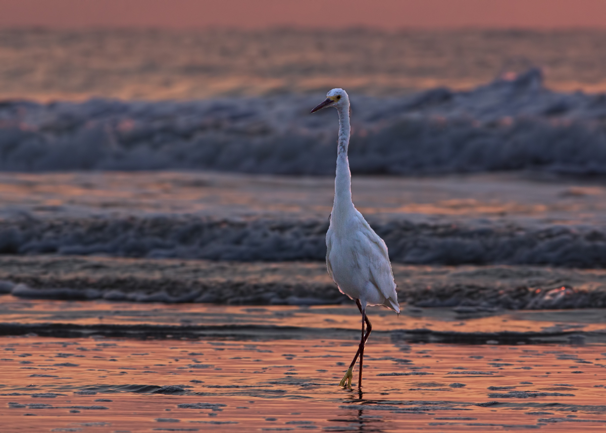 #551-Early Morning Egret