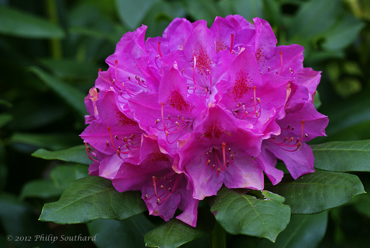 Rosebay
