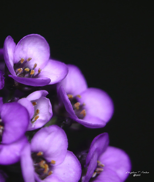 Purple at Night