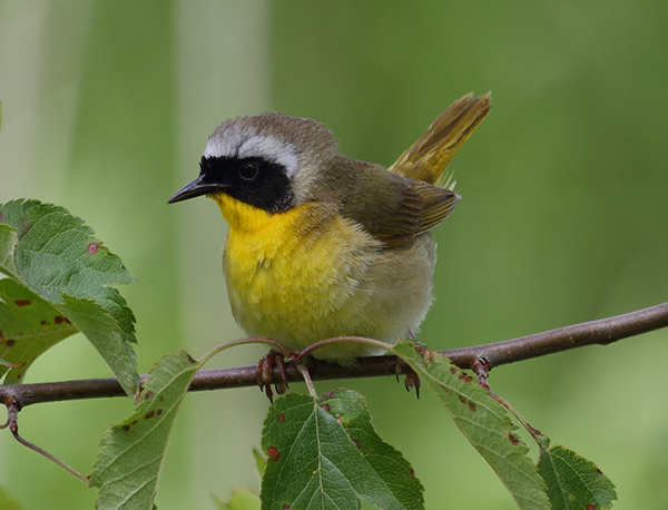 Common Yellowthroat