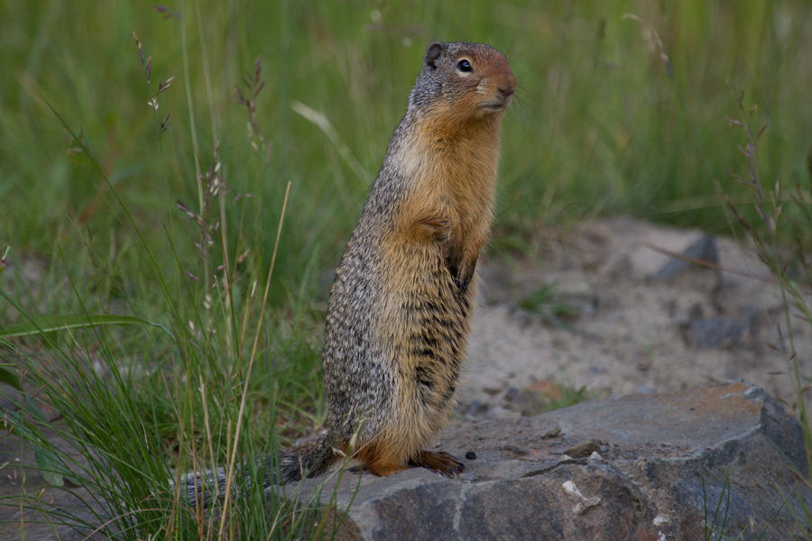 Columbian Groundsquirrel