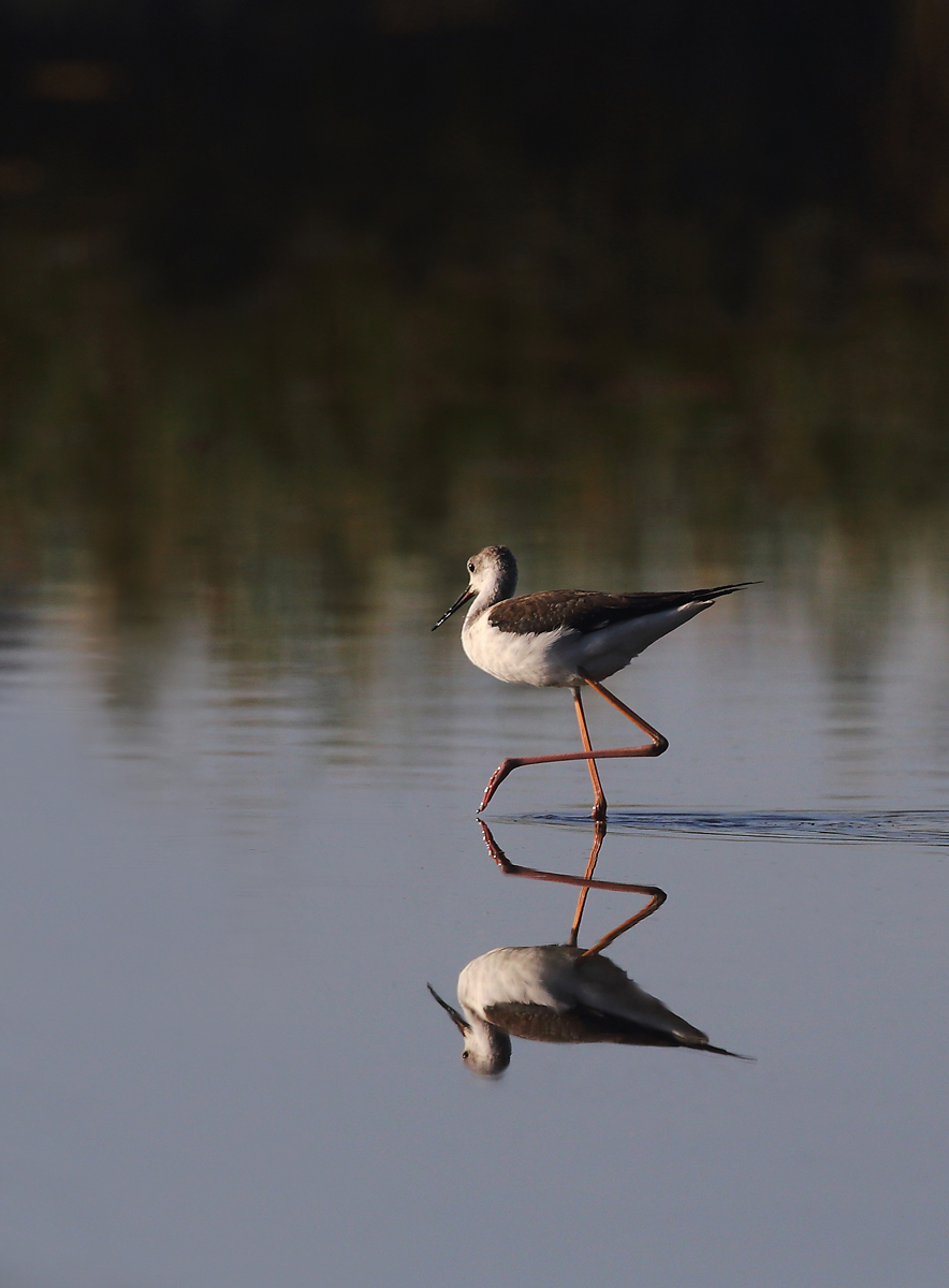 Long Leg