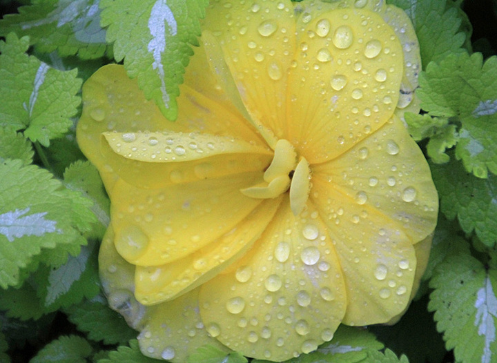 Flower with raindrops