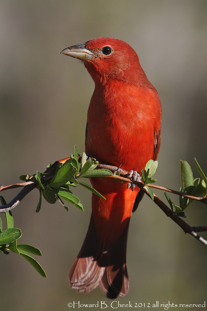 Summer Tanager