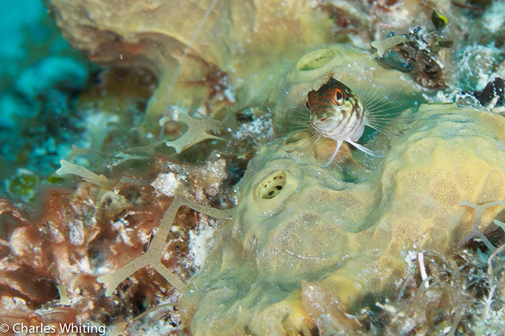 Saddled Blenny