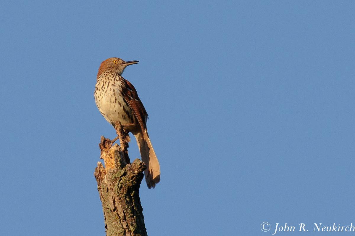 Brown Thrasher