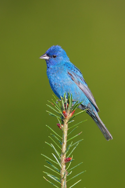 Indigo Bunting