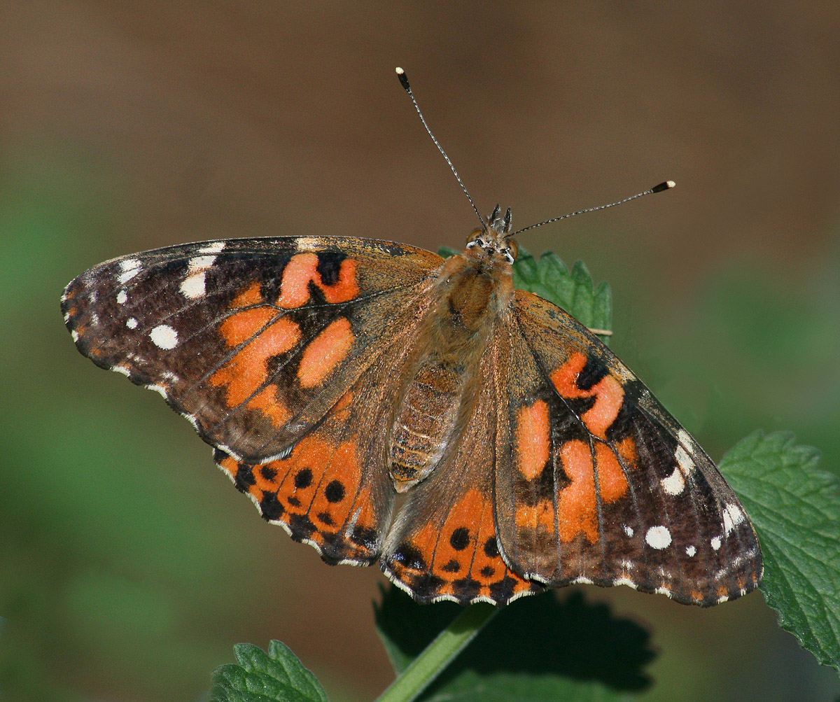 Painted Lady Butterfly